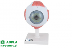 Model ludzkiego oka, 5-krotne powiększenie, 6-częściowy 3B Smart Anatomy kat. 1000255 F10
